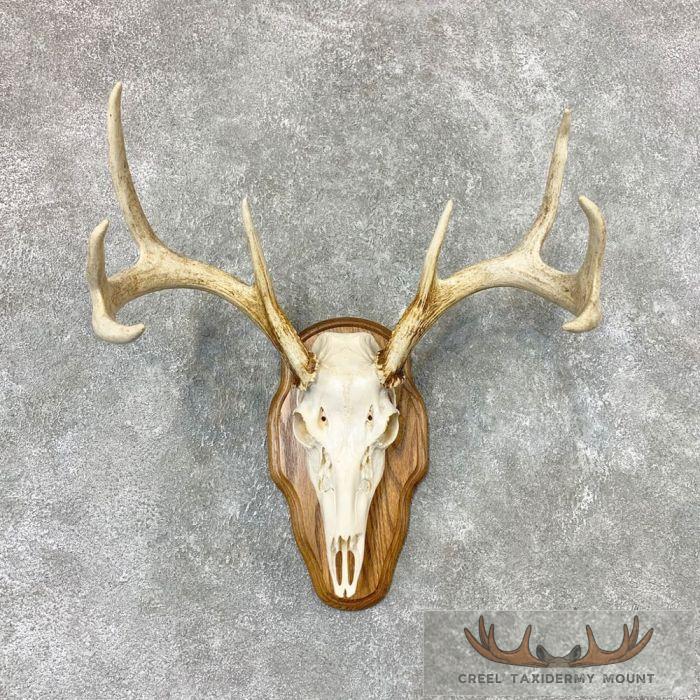 Whitetail Deer Skull European Taxidermy Mount For Sale