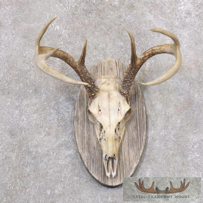 Whitetail Deer Skull European Mount For Sale