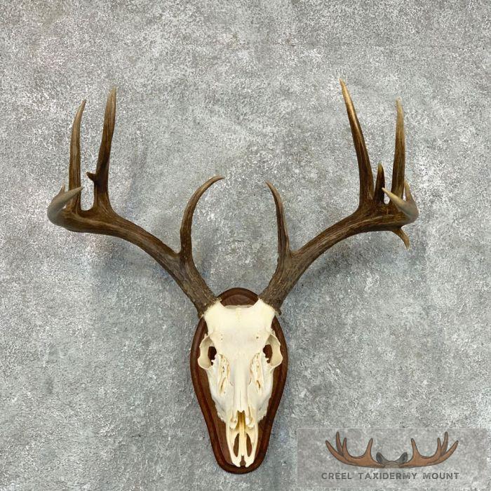Whitetail Deer Skull European Taxidermy Mount For Sale