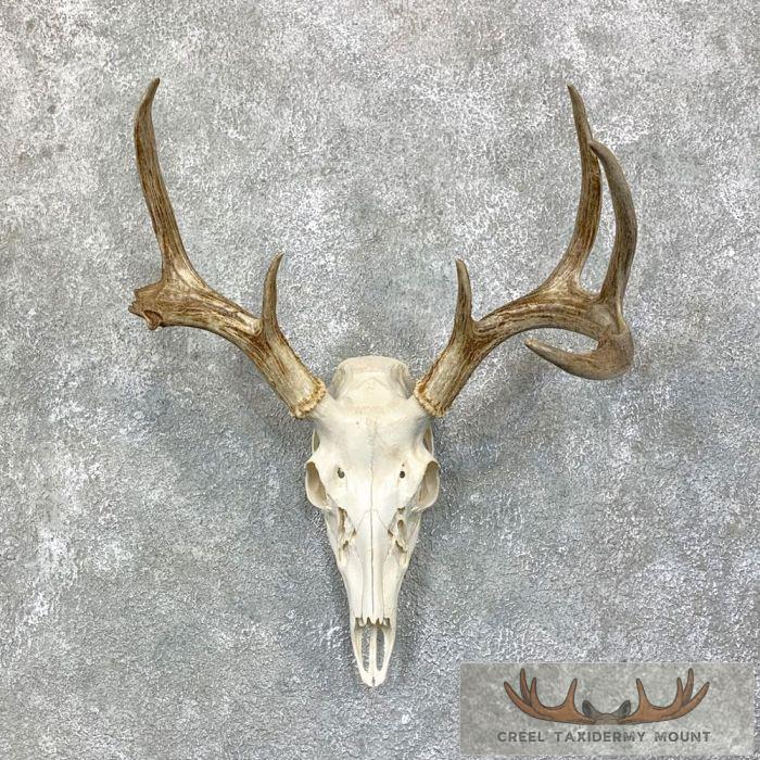 Whitetail Deer Skull European Taxidermy Mount For Sale