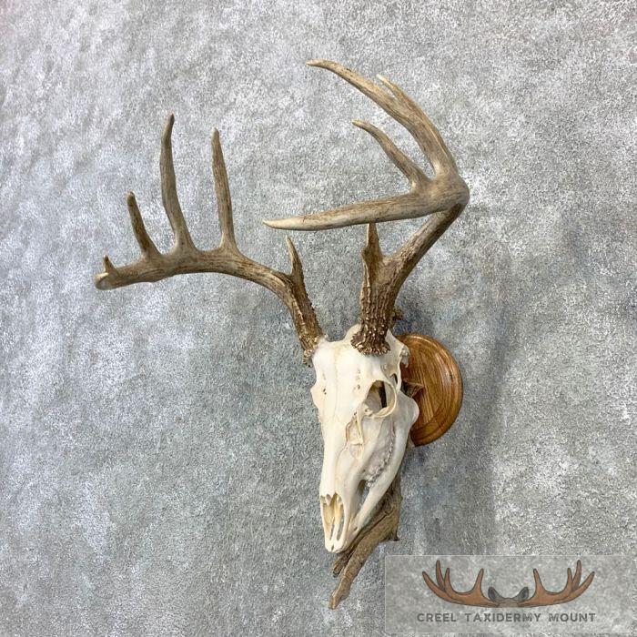 Whitetail Deer Skull European Taxidermy Mount For Sale