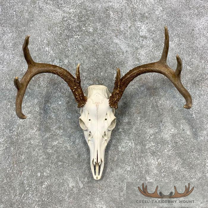 Whitetail Deer Skull European Taxidermy Mount For Sale