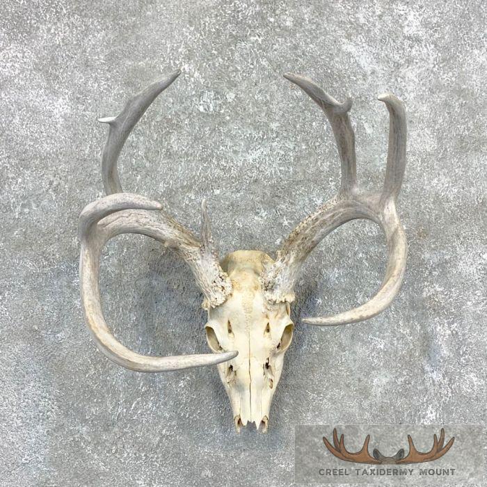 Whitetail Deer Skull European Taxidermy Mount For Sale