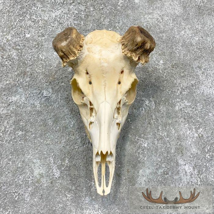 Whitetail Deer Skull European Taxidermy Mount For Sale