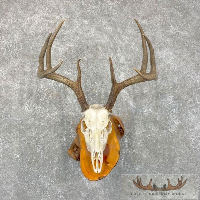 Whitetail Deer Skull European Taxidermy Mount For Sale