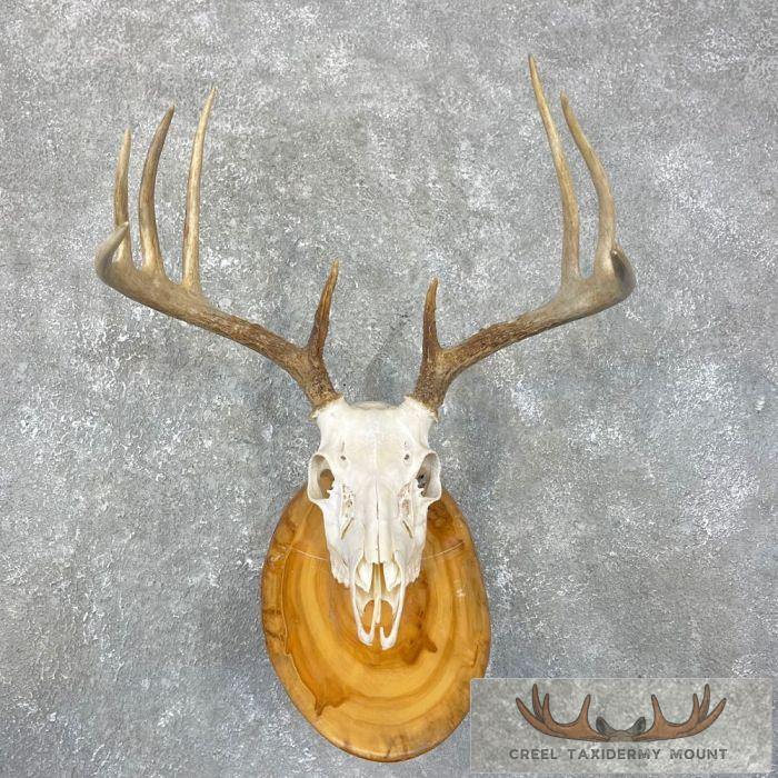 Whitetail Deer Skull European Taxidermy Mount For Sale