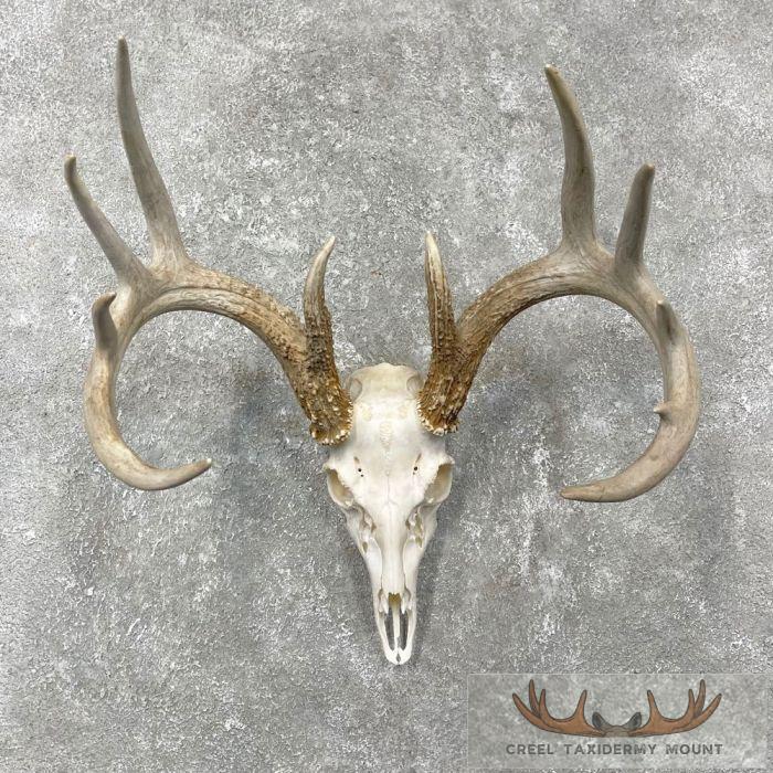 Whitetail Deer Skull European Taxidermy Mount For Sale