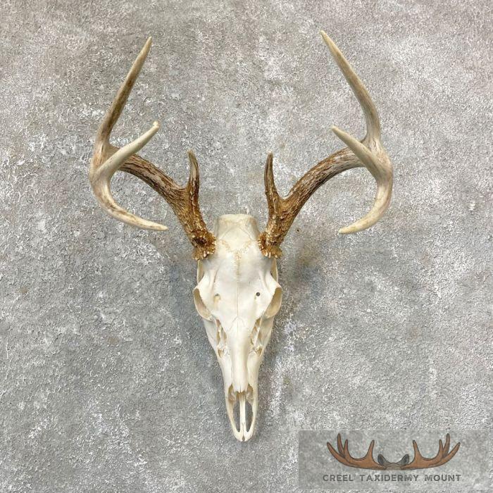 Whitetail Deer Skull European Taxidermy Mount For Sale