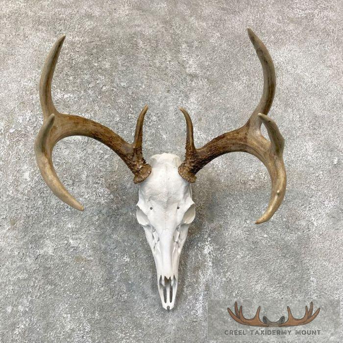 Whitetail Deer Skull European Taxidermy Mount For Sale