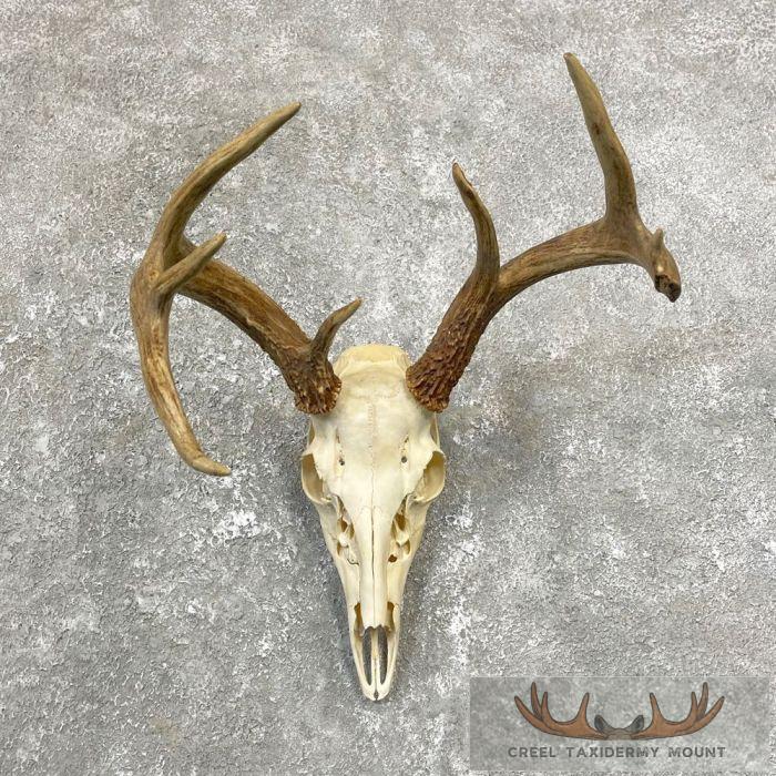 Whitetail Deer Skull European Taxidermy Mount For Sale