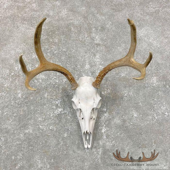 Whitetail Deer Skull European Taxidermy Mount For Sale