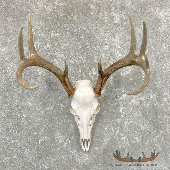Whitetail Deer Skull European Taxidermy Mount For Sale