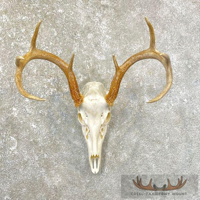 Whitetail Deer Skull European Taxidermy Mount For Sale