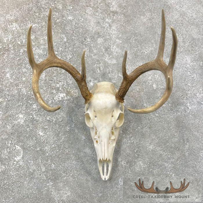 Whitetail Deer Skull European Taxidermy Mount For Sale