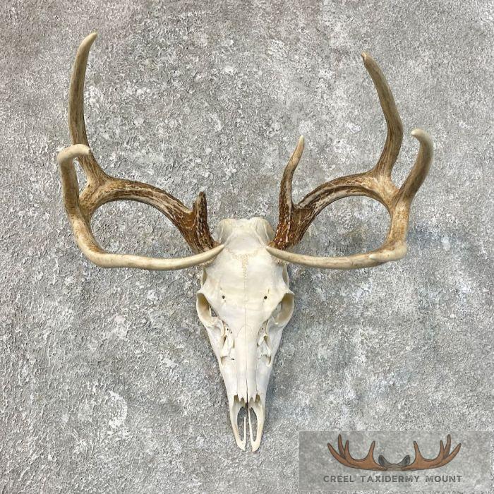 Whitetail Deer Skull European Taxidermy Mount For Sale