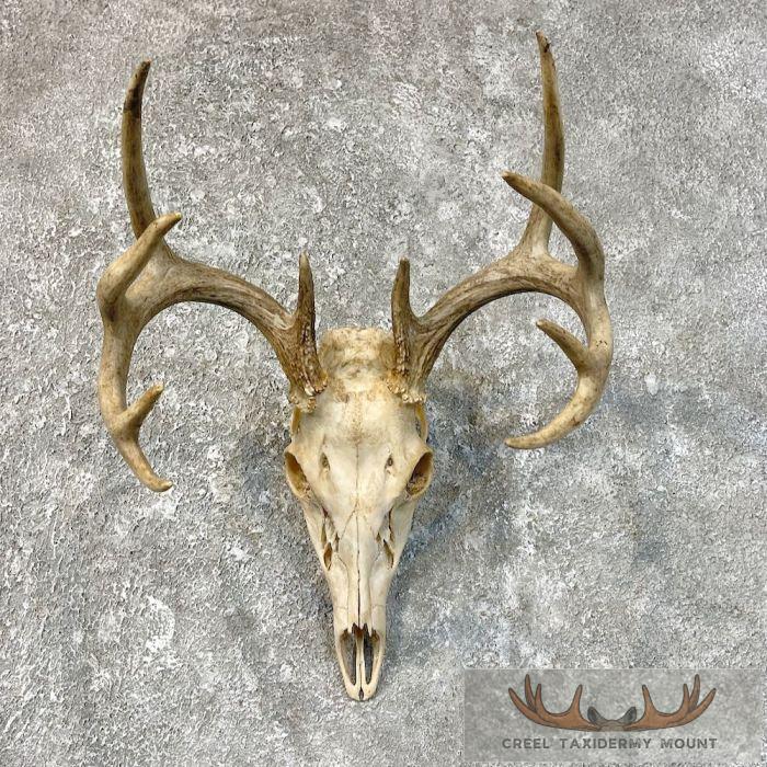 Whitetail Deer Skull European Taxidermy Mount For Sale