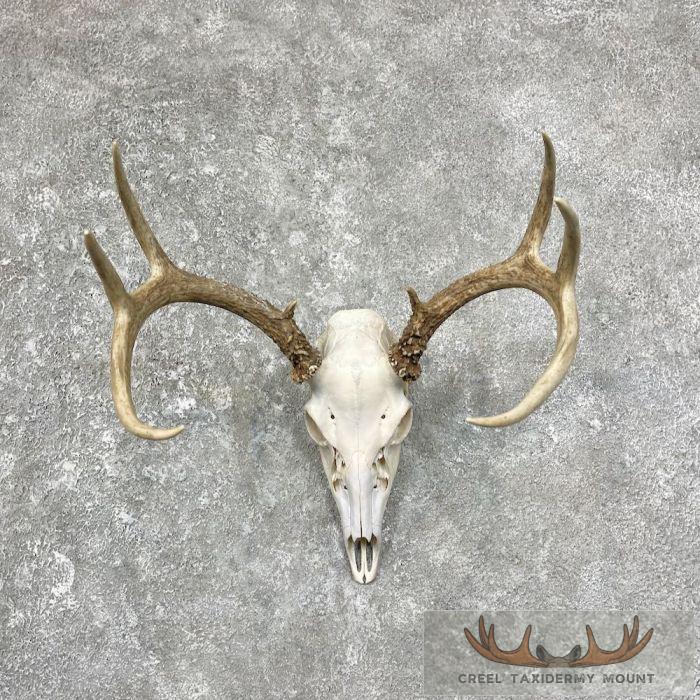 Whitetail Deer Skull European Taxidermy Mount For Sale