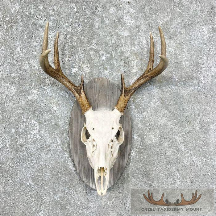 Whitetail Deer Skull European Mount For Sale