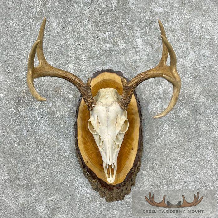 Whitetail Deer Skull European Taxidermy Mount For Sale