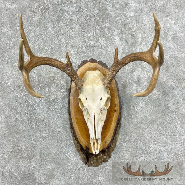 Whitetail Deer Skull European Taxidermy Mount For Sale