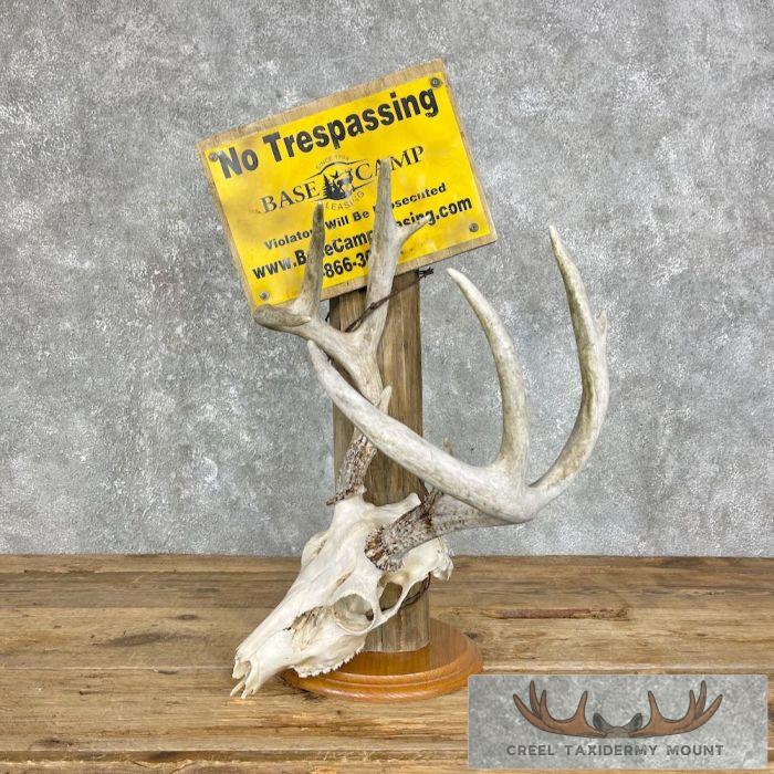Whitetail Deer Skull European Taxidermy Mount For Sale