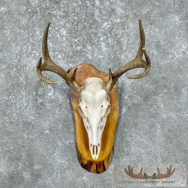 Whitetail Deer Skull European Taxidermy Mount For Sale