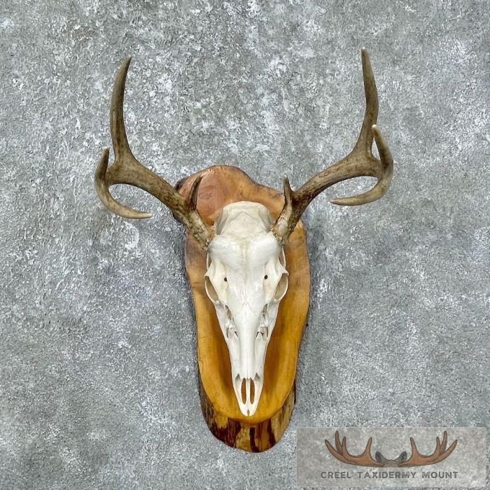 Whitetail Deer Skull European Taxidermy Mount For Sale