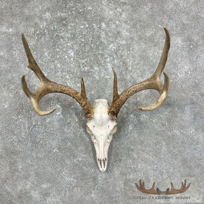 Whitetail Deer Skull European Taxidermy Mount For Sale