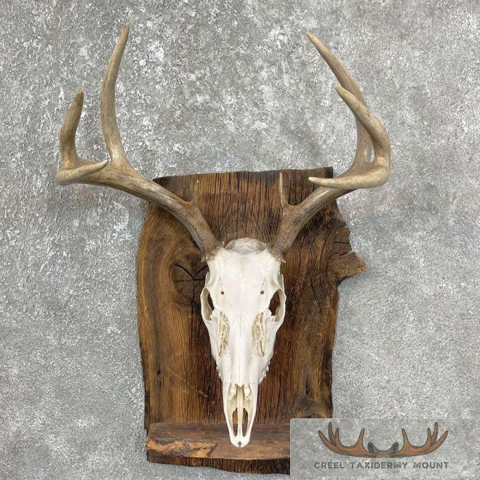 Whitetail Deer Skull European Taxidermy Mount For Sale