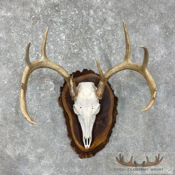 Whitetail Deer Skull European Taxidermy Mount For Sale