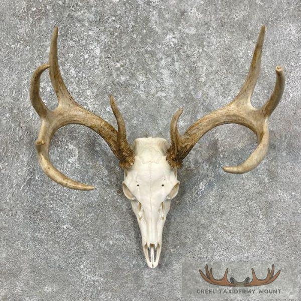 Whitetail Deer Skull European Taxidermy Mount For Sale
