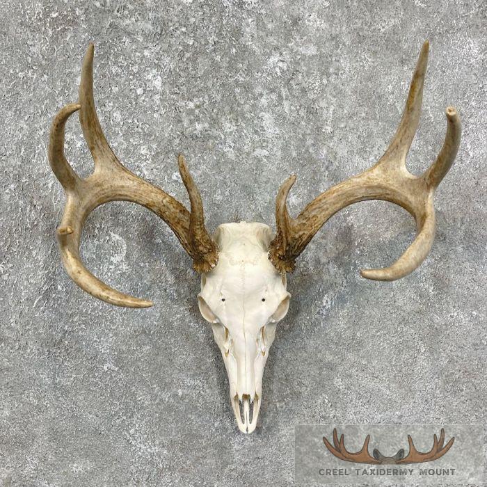 Whitetail Deer Skull European Taxidermy Mount For Sale