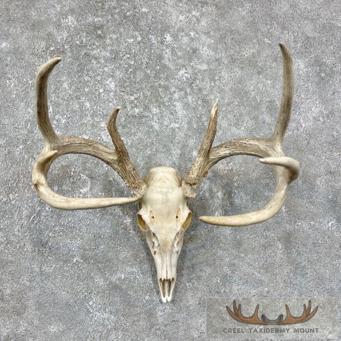 Whitetail Deer Skull European Taxidermy Mount For Sale