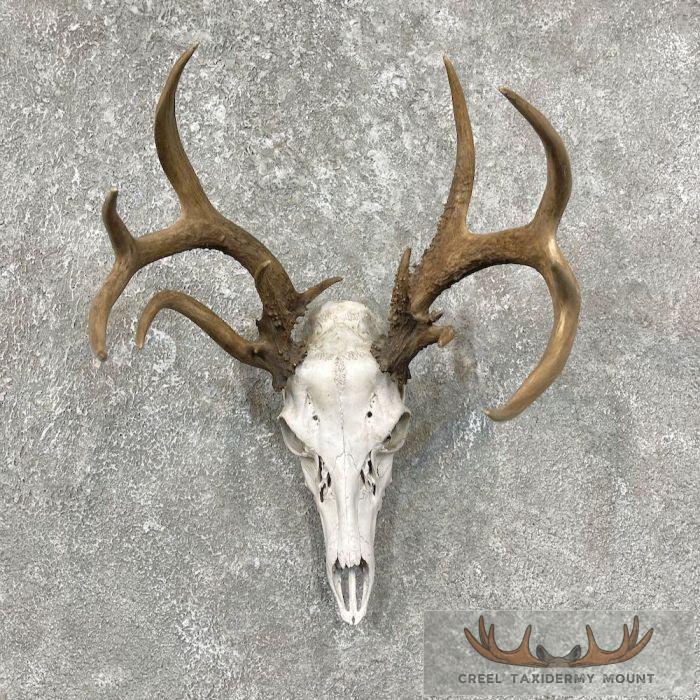 Whitetail Deer Skull European Taxidermy Mount For Sale