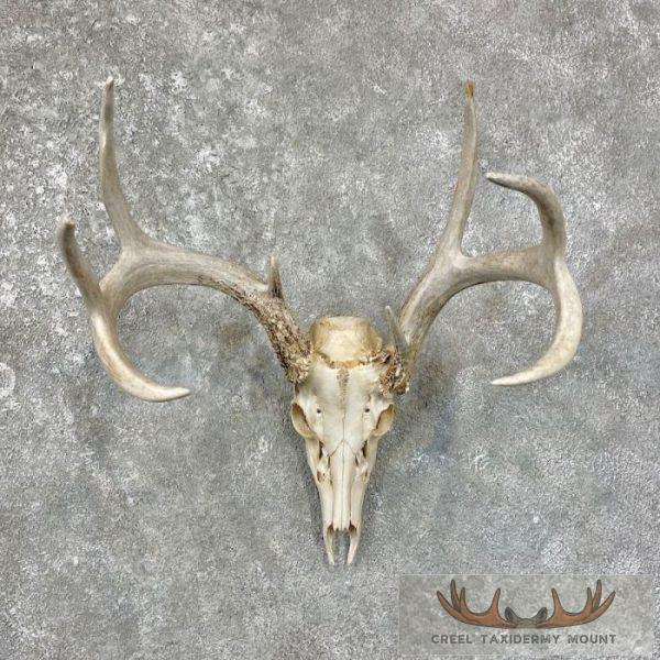 Whitetail Deer Skull European Taxidermy Mount For Sale