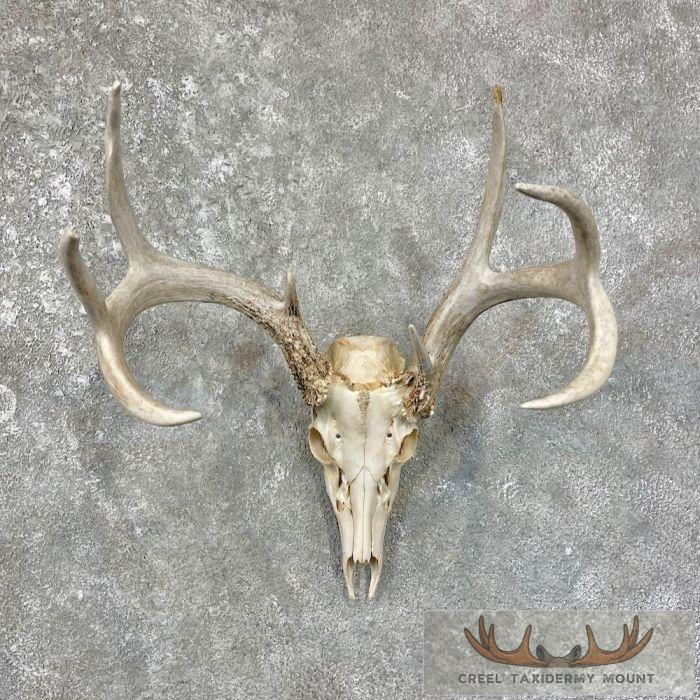 Whitetail Deer Skull European Taxidermy Mount For Sale