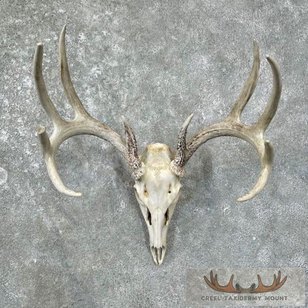 Whitetail Deer Skull European Taxidermy Mount For Sale