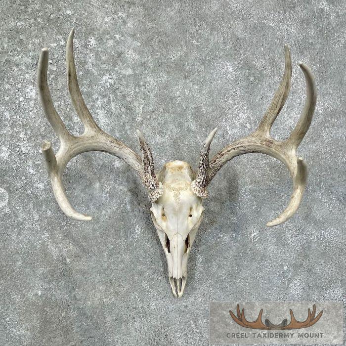 Whitetail Deer Skull European Taxidermy Mount For Sale