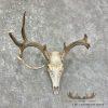Whitetail Deer Skull European Taxidermy Mount For Sale