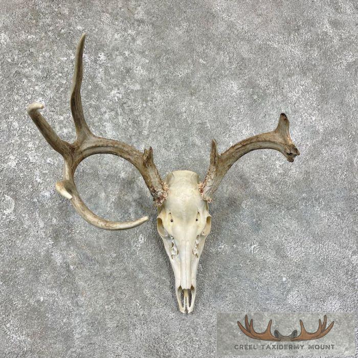 Whitetail Deer Skull European Taxidermy Mount For Sale