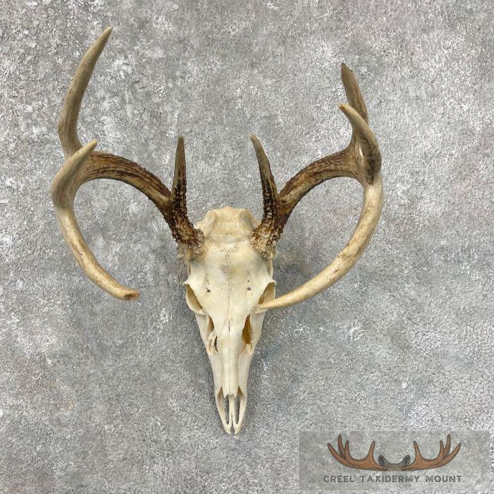Whitetail Deer Skull European Taxidermy Mount For Sale