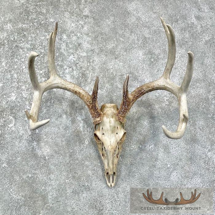 Whitetail Deer Skull European Taxidermy Mount For Sale