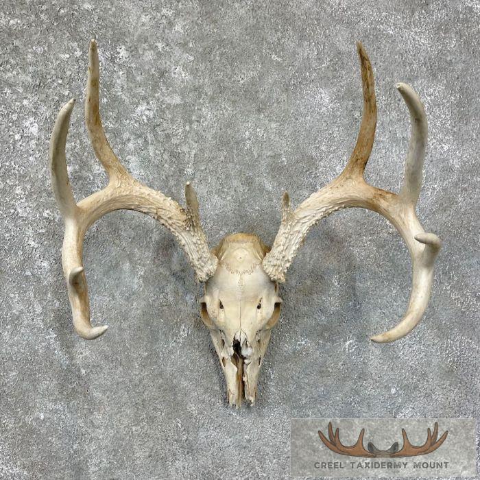 Whitetail Deer Skull European Taxidermy Mount For Sale