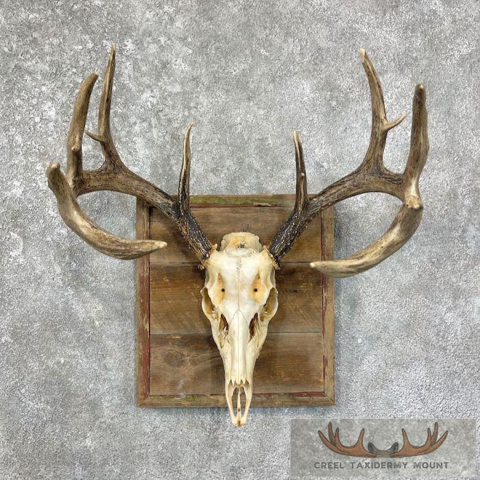 Whitetail Deer Skull European Taxidermy Mount For Sale