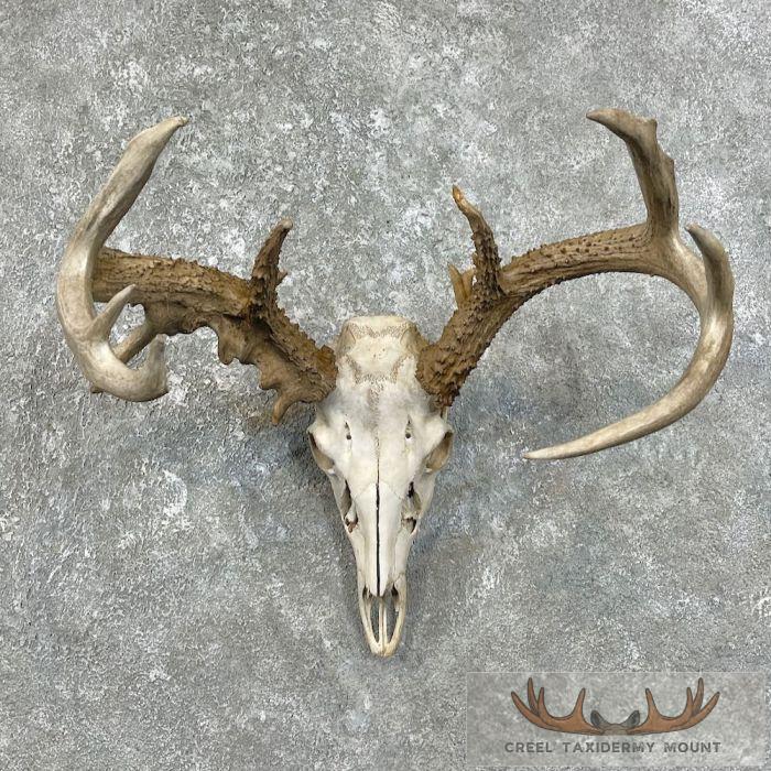Whitetail Deer Skull European Taxidermy Mount For Sale