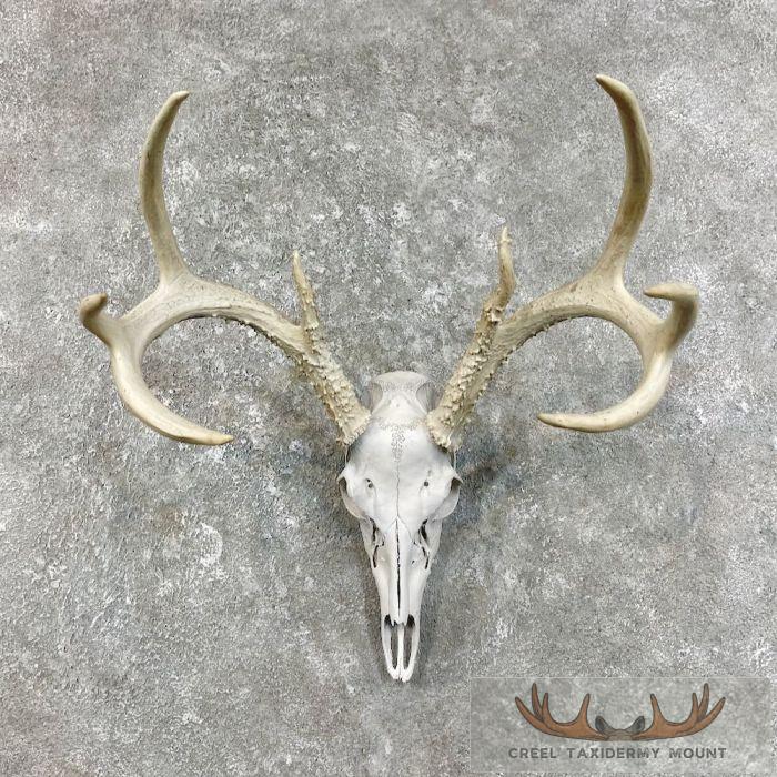 Whitetail Deer Skull European Taxidermy Mount For Sale