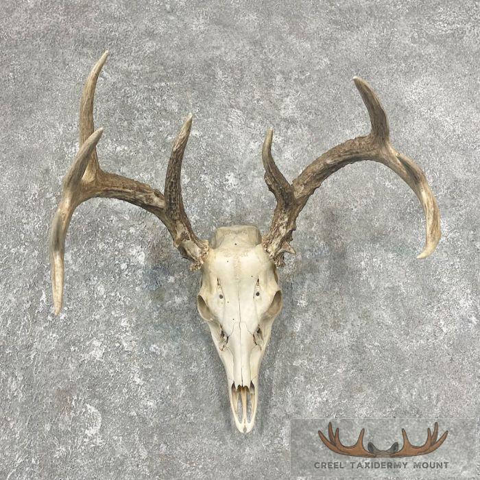 Whitetail Deer Skull European Taxidermy Mount For Sale