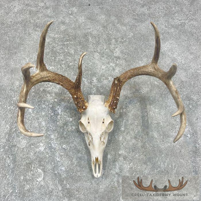 Whitetail Deer Skull European Taxidermy Mount For Sale