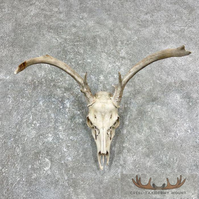 Whitetail Deer Skull European Taxidermy Mount For Sale