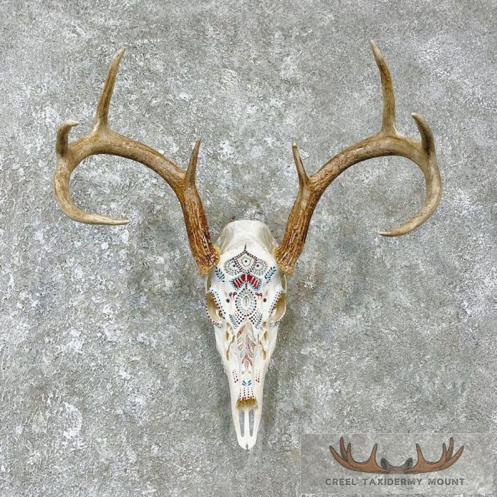 Whitetail Deer Skull European Taxidermy Mount For Sale